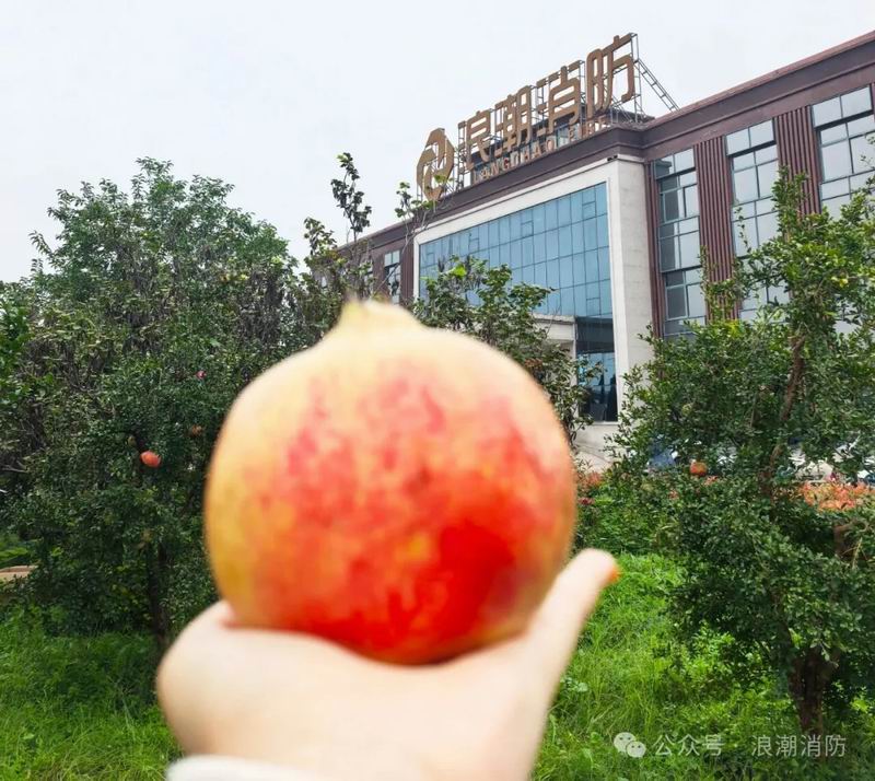 金秋十月摘石榴，我們把豐收與歡笑一起裝滿！