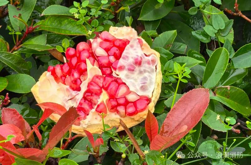 1760341156635543.jpg 640_from=appmsg&watermark=1&tp=webp&wxfrom=5&wx_lazy=1.jpg